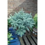 Potted super blue picea in ceramic pot