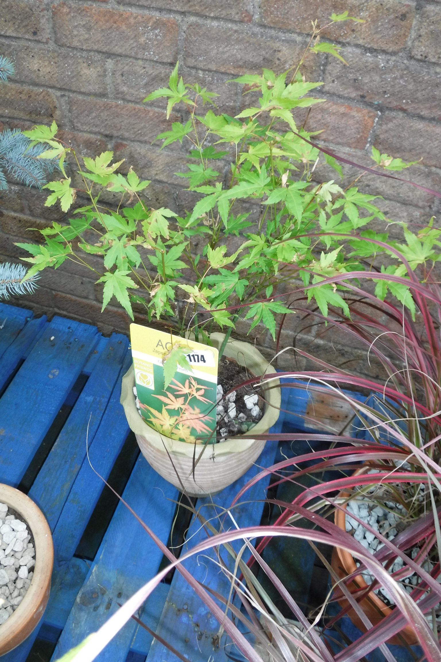 Acer in terracotta pot