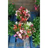 Pair of bedding begonia patio tubs