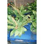 3 potted ferns in terracotta pots