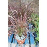 2 pennisetum grasses