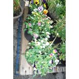 Pair of viola patio tubs