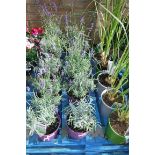 6 potted lavenders