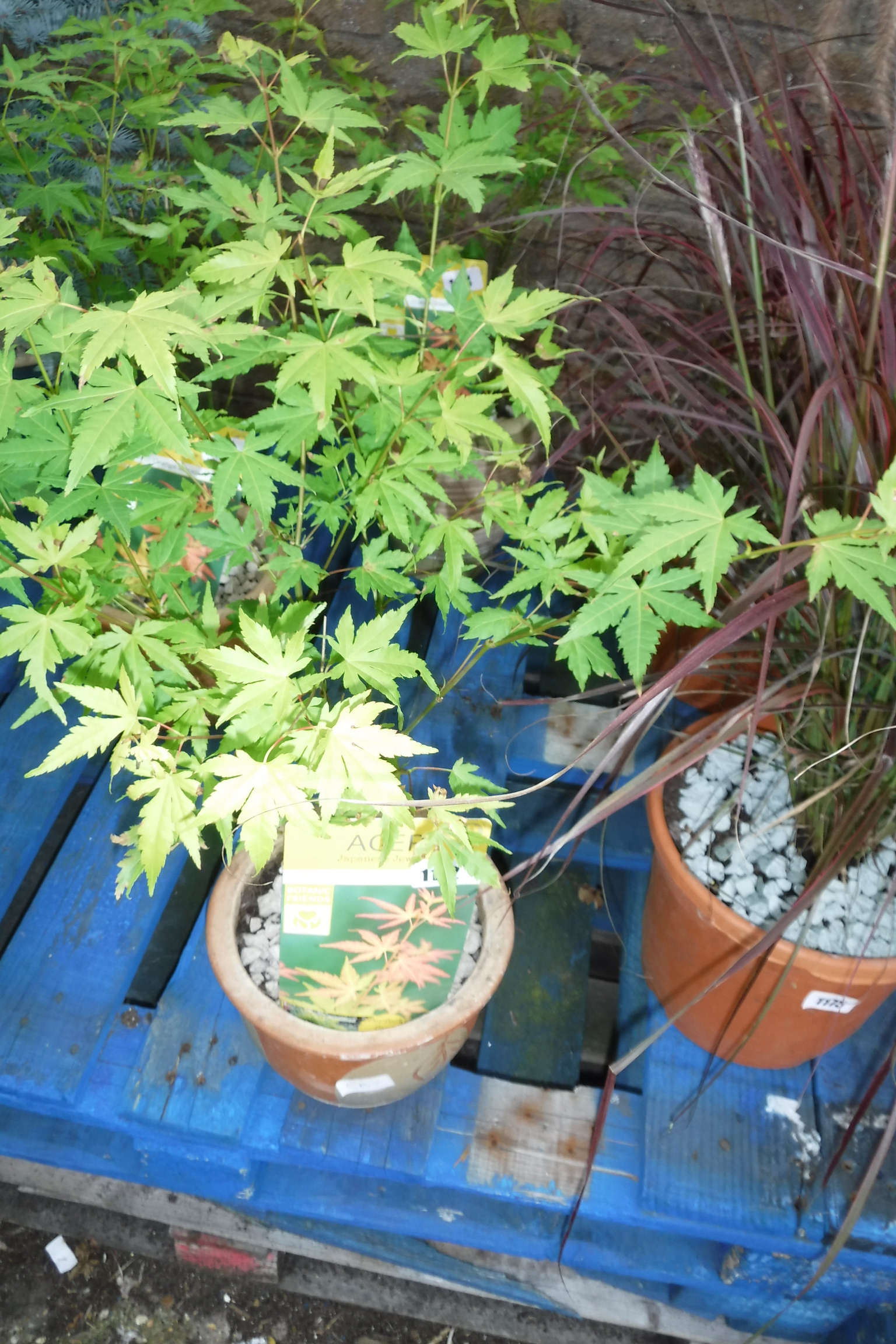 Acer in terracotta pot