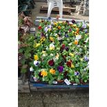 2 large trays of winter flowering pansies