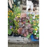 4 small trays of mixed perennial plants