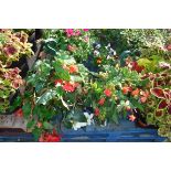 Pair of non stop begonia hanging baskets