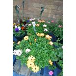 Pair of gazania hanging baskets