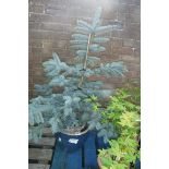 Potted super blue picea in ceramic pot