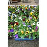 2 large trays of winter flowering pansies