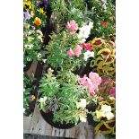 Pair of antirrhinums patio tubs