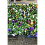 2 large trays of winter flowering pansies