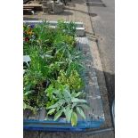 4 small trays of mixed herbs