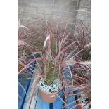 2 pennisetum grasses