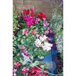 Tray of cyclamen