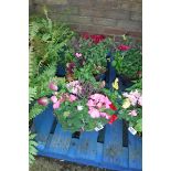 Pair of pre planted wicker hanging baskets