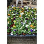 2 large trays of winter flowering pansies