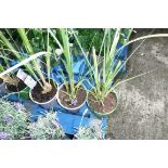 3 potted cortaderia