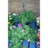 Pair of geranium hanging baskets