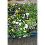 2 large trays of winter flowering pansies