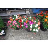 2 large patio tubs containing impatiens