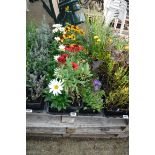 4 small trays of mixed perennial plants