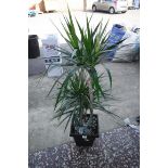 Potted Marginata