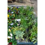 4 small trays of mixed herbs