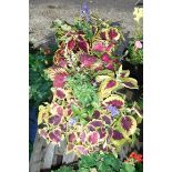 Pair of coleus patio tubs