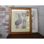 2 framed and glazed anatomical prints