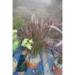 2 pennisetum grasses