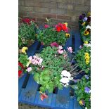 Pair of pre planted wicker hanging baskets