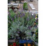 4 small trays of mixed lavender