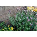 3 small potted lavender