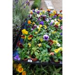 2 large trays of pansies