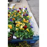 2 large trays of pansies