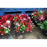 4 small trays of bedding begonias