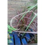 Pennisetum grass