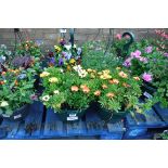 Pair of gazania patio hanging baskets