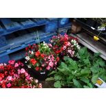 2 bedding begonia patio tubs