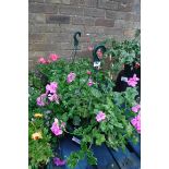 Pair of geranium hanging baskets