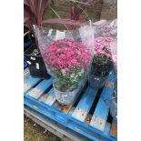 Large potted chrysanthemum