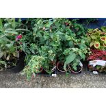 2 trays of hardy bush snowcap fuchsias