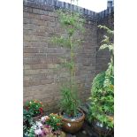 Bamboo plant in terracotta pot