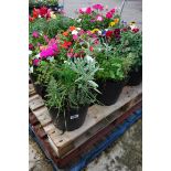 2 mixed herb patio tubs