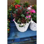 Mixed plant basket