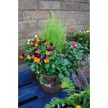 Mixed plant basket