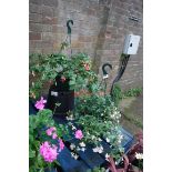 2 trailing fuchsia hanging baskets