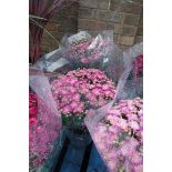 Large potted chrysanthemum