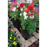 Pair of antirrhinum patio tubs